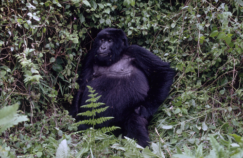 A female relaxing in the lush mountain vegetation.: Photograph by and courtesy of George B. Schaller